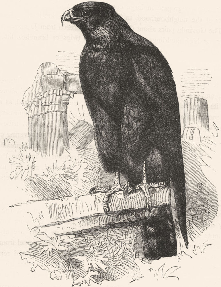 BIRDS. Raptorial. True Kite. Parasite c1870 old antique vintage print picture