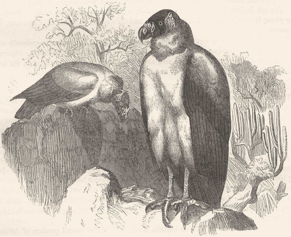 BIRDS. Raptorial. Vulture. King of c1870 old antique vintage print picture