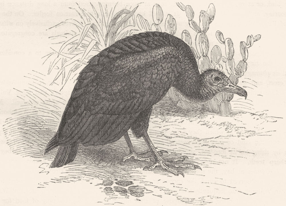 BIRDS. Raptorial. Vulture. Urubu c1870 old antique vintage print picture