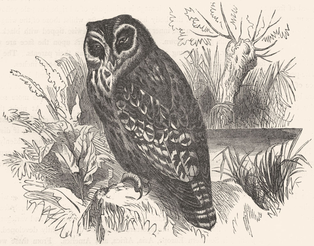 BIRDS. Owl. Day. Marsh c1870 old antique vintage print picture