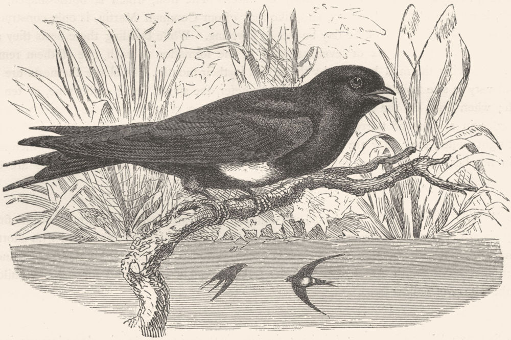 BIRDS. Gaper. Mountain Shore Swallow. Ariel c1870 old antique print picture