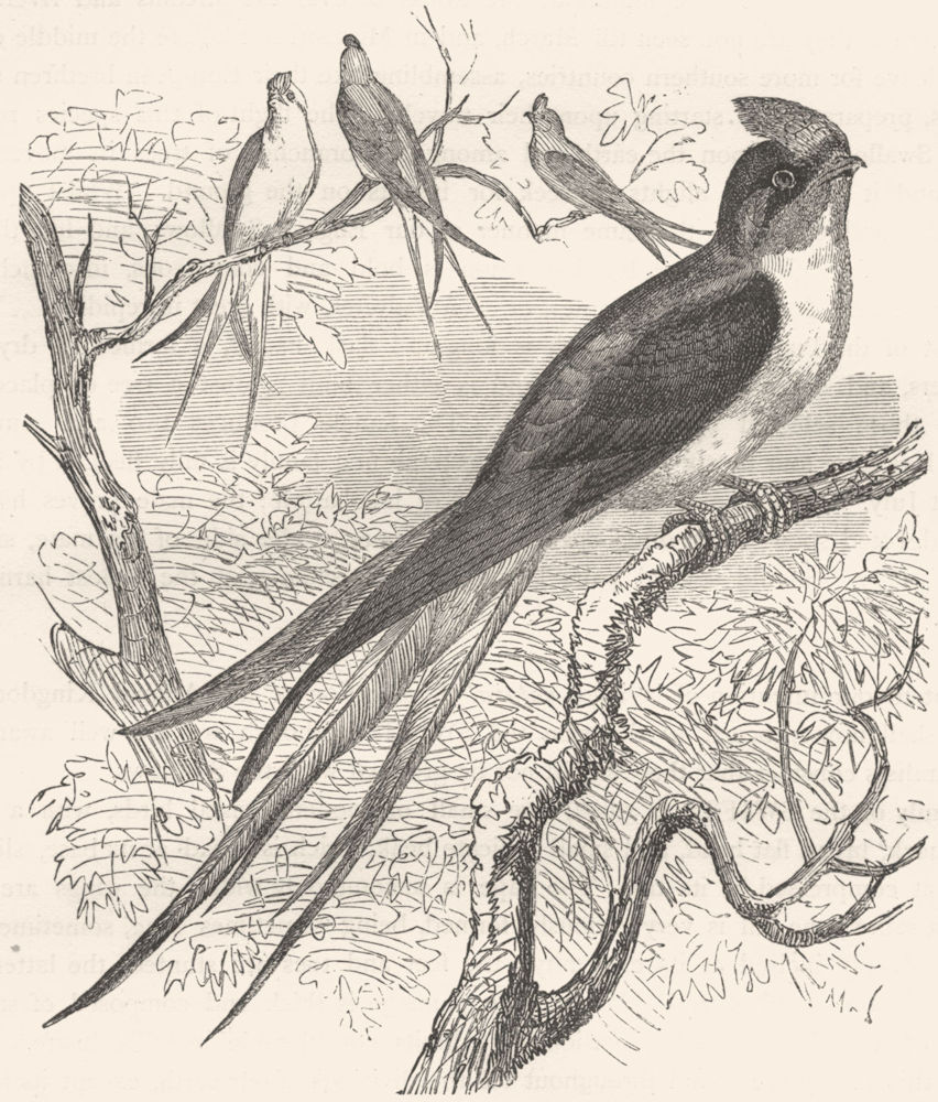 BIRDS. Gaper. Swift. Klecho c1870 old antique vintage print picture