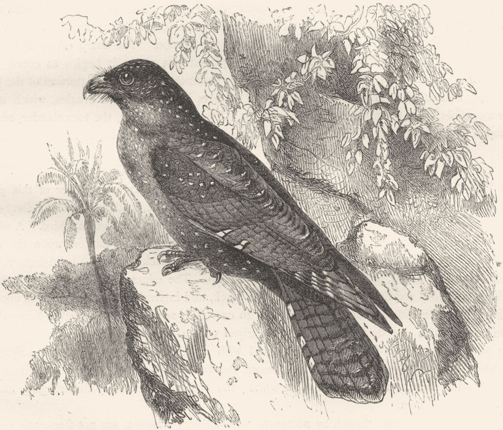 BIRDS. Gaper. Night Jar Goatsucker. Oil Bird c1870 old antique print picture