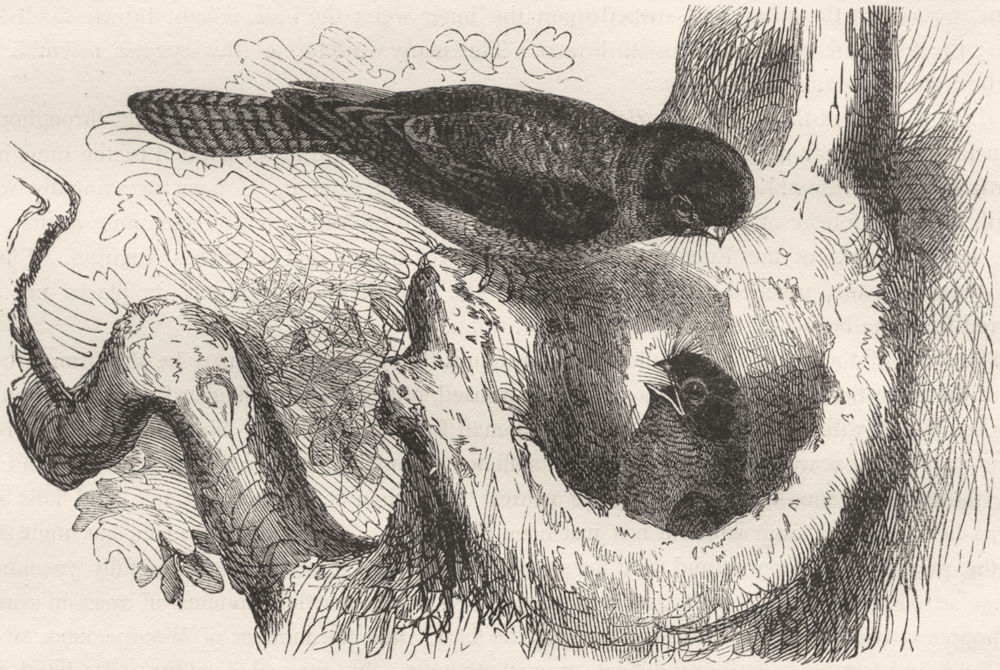 GAPER. Night Jar Goatsucker. True Dwarf Owl Swallow c1870 old antique print
