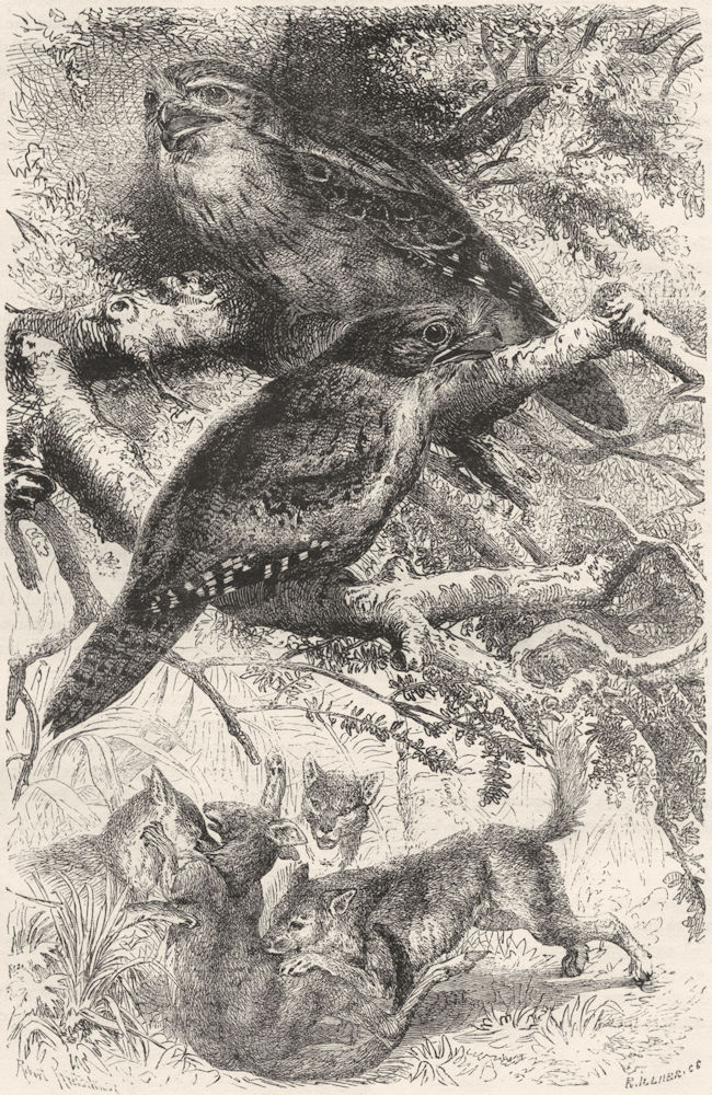 GAPER. Night Jar Goatsucker. Giant Owl Swallow c1870 old antique print picture