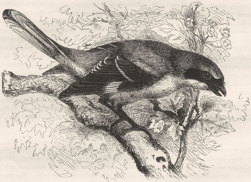 BIRDS. Singing. Tooth-Beaked. Sentinel Butcher Bird c1870 old antique print