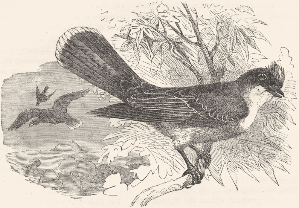 SINGING FLY-CATCHER. True Tyrant Shrike, King Bird c1870 old antique print