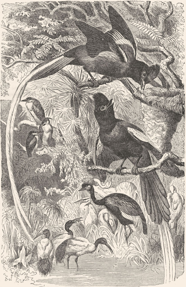 BIRDS. Singing. Fly-Catcher. Paradise  c1870 old antique vintage print picture