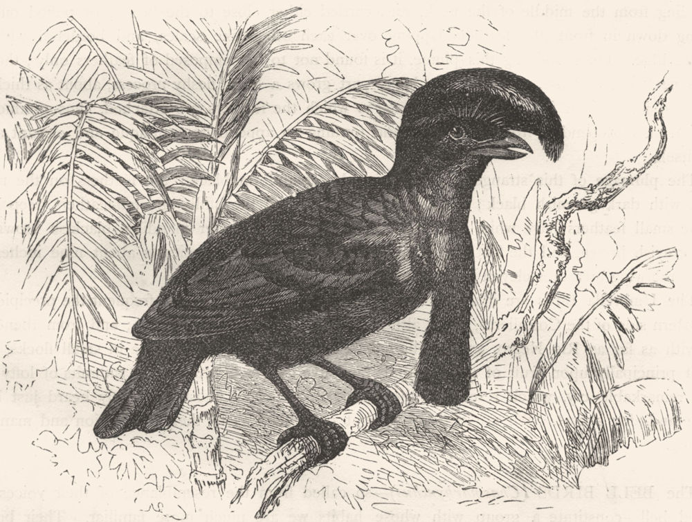 BIRDS. Singing. Manakin. Umbrella Bird, Chatterer c1870 old antique print