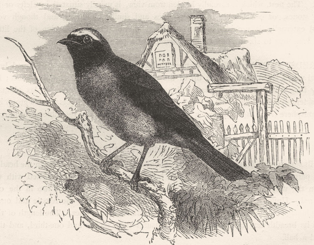 BIRDS. Singing. Warbler. garden Redstart c1870 old antique print picture