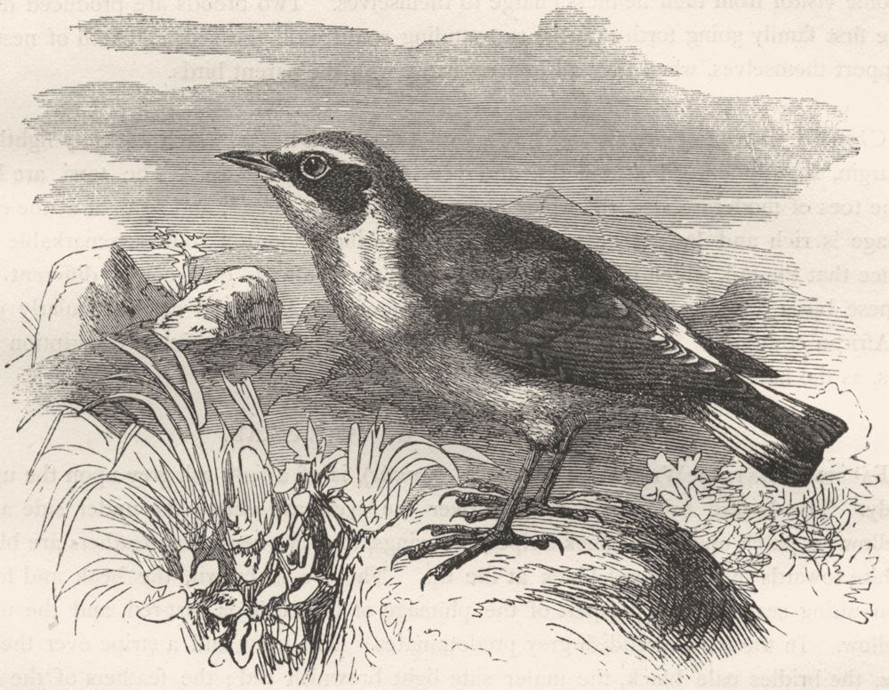 BIRDS. Singing. Warbler. Wheatear c1870 old antique vintage print picture