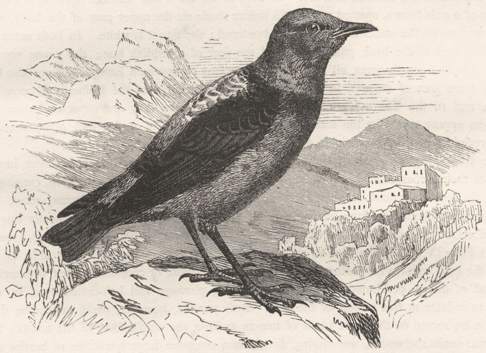 BIRDS. Singing. Warbler. Stone Thrush, Rock Wagtail c1870 old antique print