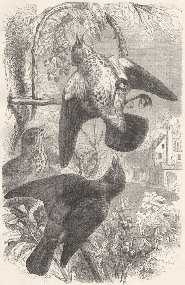 BIRDS. Singing. Thrush. Fieldfares c1870 old antique vintage print picture