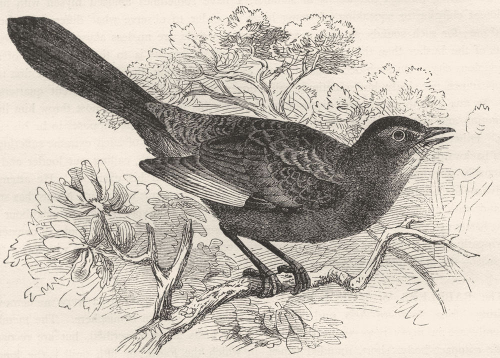BIRDS. Singing. Thrush. Cat Bird c1870 old antique vintage print picture