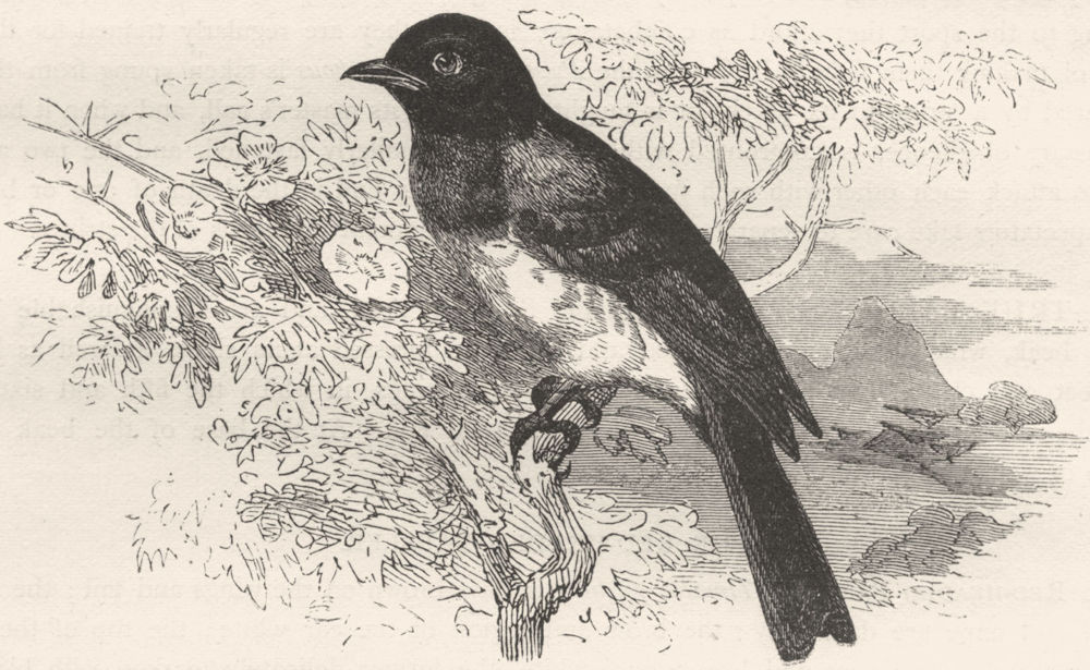 BIRDS. Singing. Thrush. Grey Bird c1870 old antique vintage print picture