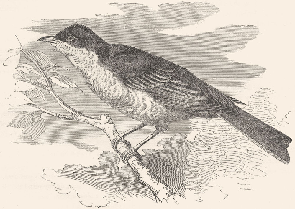 BIRDS. Singing. Sparrow Hawk Warbler c1870 old antique vintage print picture