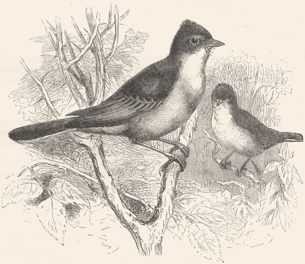 BIRDS. Singing. Warbler. White Throat c1870 old antique vintage print picture
