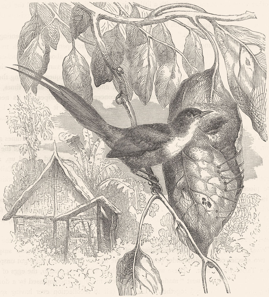 BIRDS. Singing. Warbler. Long-tailed Tailor Bird c1870 old antique print