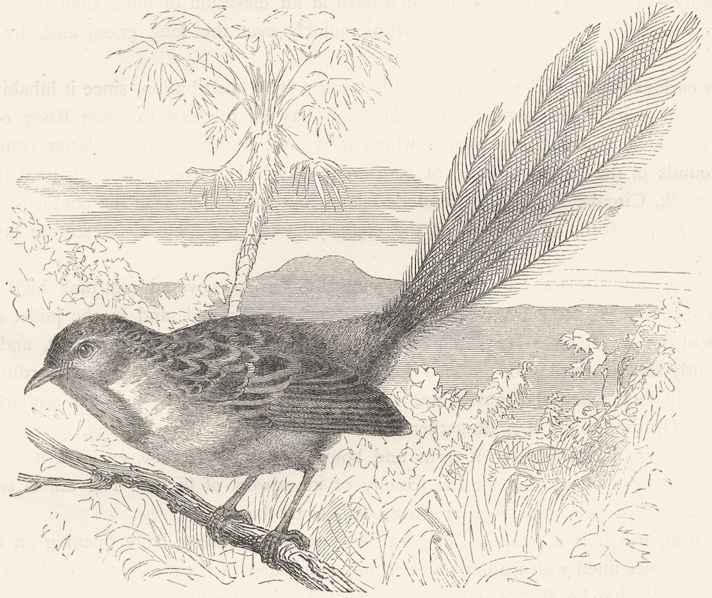 BIRDS. Singing. Warbler. Emu Wren c1870 old antique vintage print picture