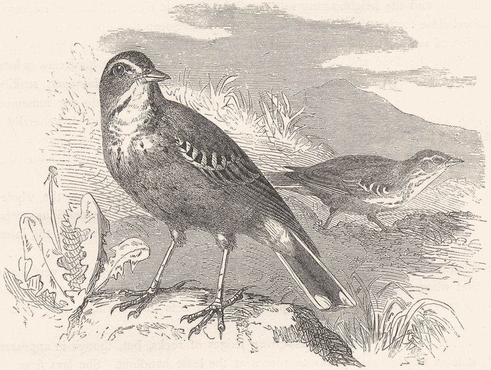 BIRDS. Singing. Fallow-Land Pipit c1870 old antique vintage print picture