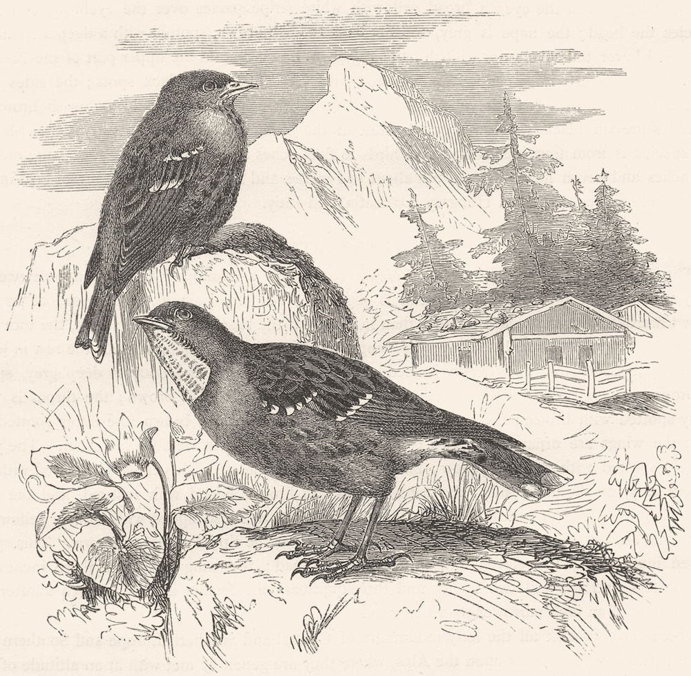 BIRDS. Singing. Accentor. Alpine c1870 old antique vintage print picture
