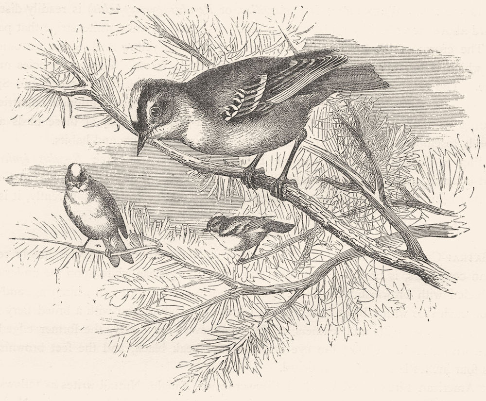 BIRDS. Singing. Golden-crested Wren c1870 antique vintage print picture