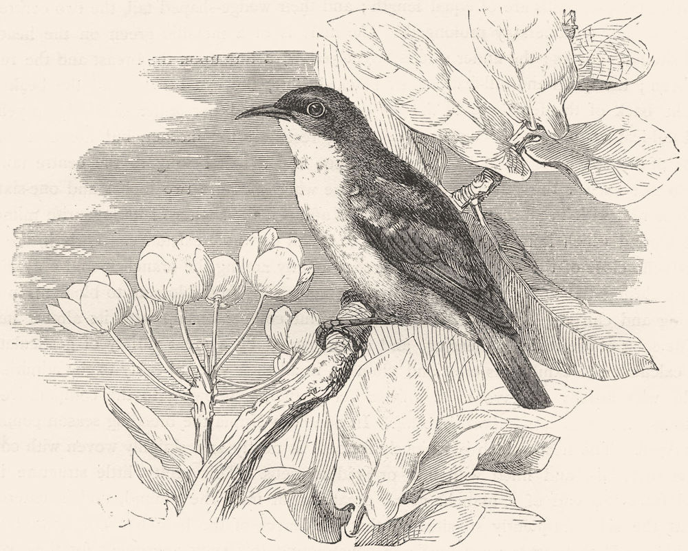 BIRDS. Searcher. Climber. Abu-Risch c1870 old antique vintage print picture