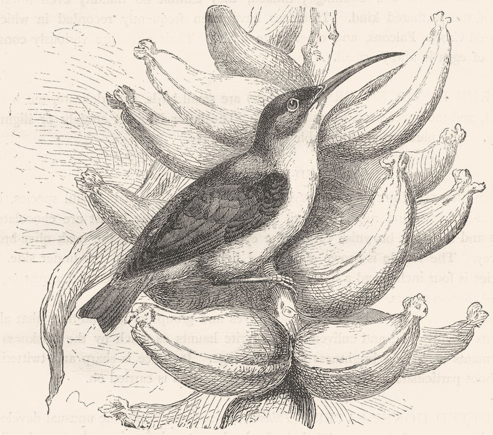 BIRDS. Searcher. Climber. Hanging Bird c1870 old antique vintage print picture