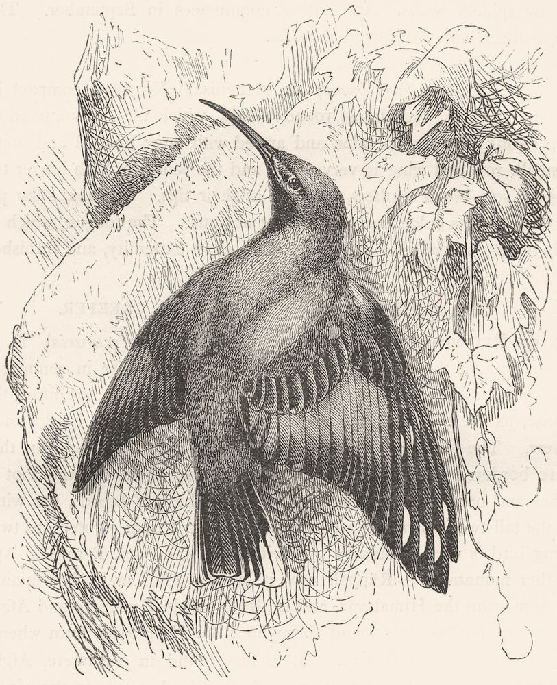 BIRDS. Searcher. Tree Climber. Alpine Wall-creeper c1870 old antique print