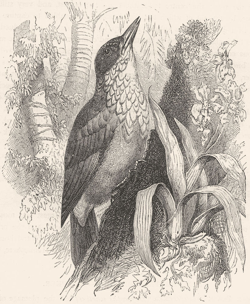 BIRDS. Searcher. Tree Climber. Woodpecker-chopper c1870 old antique print