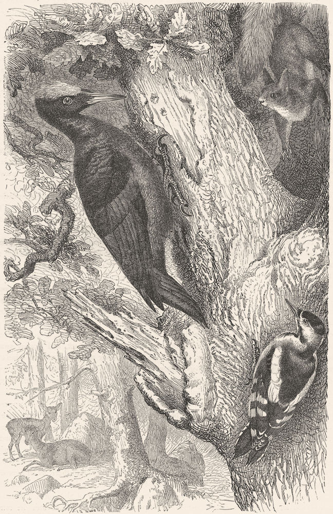 SEARCHER. Tree Climber. European Black Woodpecker c1870 old antique print