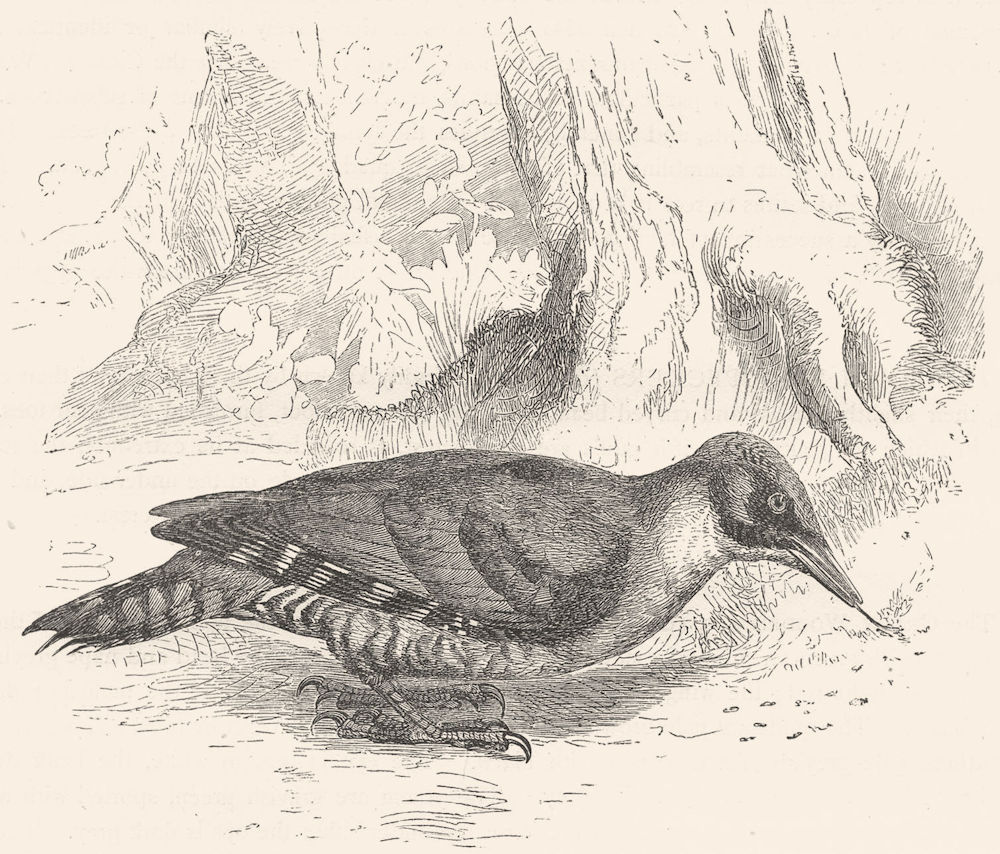 BIRDS. Searcher. Tree Climber. Green Woodpecker c1870 old antique print