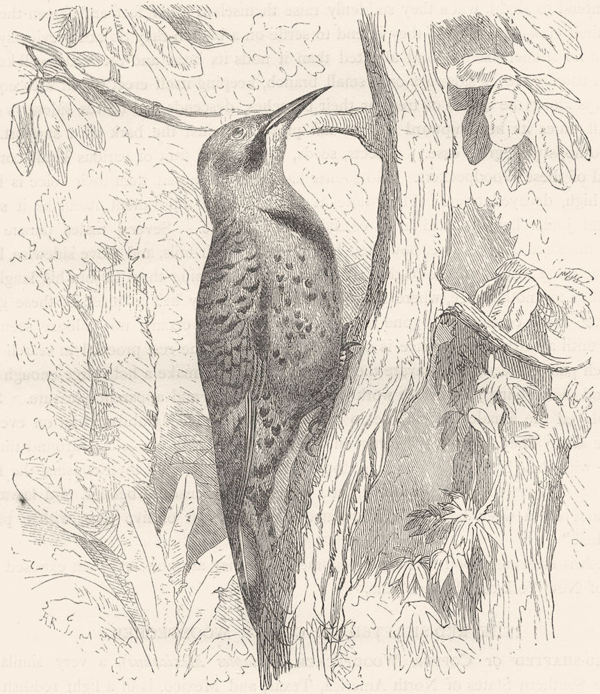 SEARCHER. Tree Climber. Golden-winged Woodpecker c1870 antique print