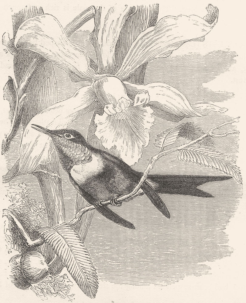 BIRDS. Searcher. Hummingbird. Amethyst c1870 old antique vintage print picture