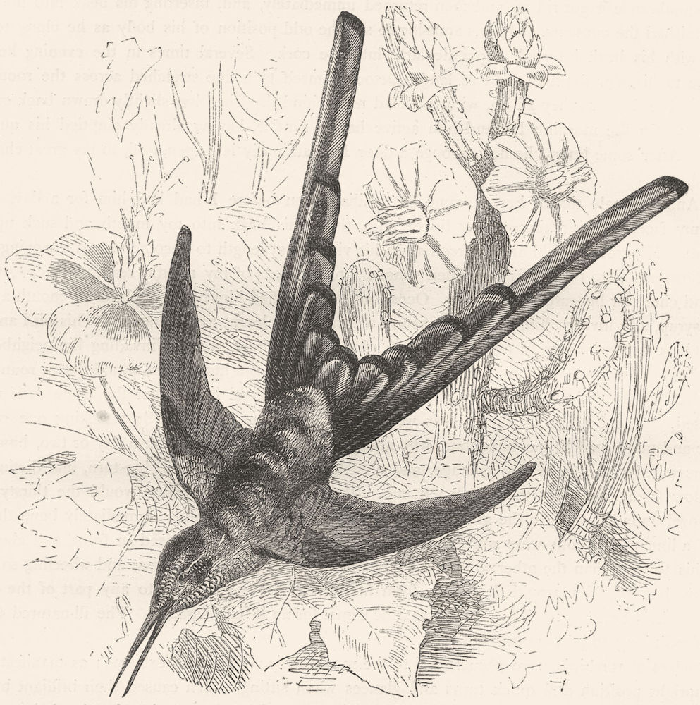 BIRDS. Searcher. Hummingbird. Sappho Comet c1870 old antique print picture