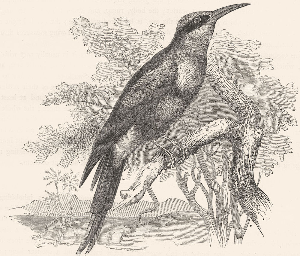 BIRDS. Searcher. Light-Beak. Bee-Wolf c1870 old antique vintage print picture