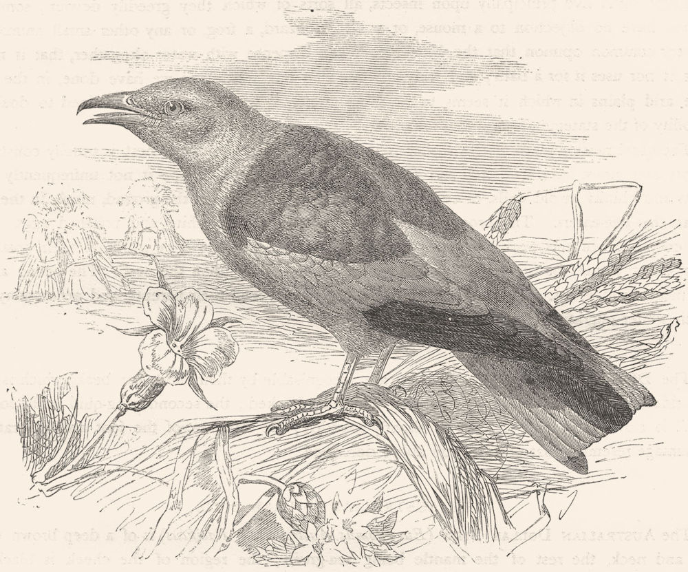 BIRDS. Searcher. Light-Beak. Blue Roller c1870 old antique print picture
