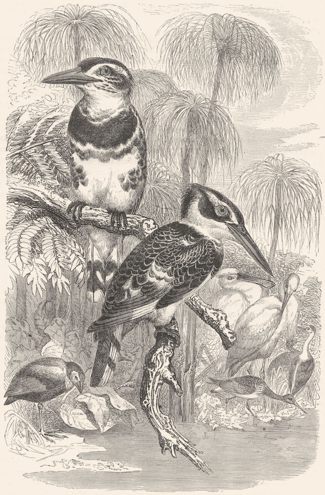 BIRDS. Searcher. Kingfisher. Grey c1870 old antique vintage print picture