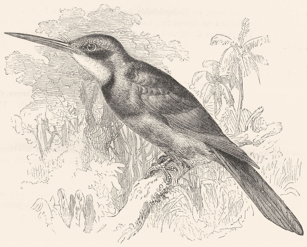 BIRDS. Searcher. Alcyons. Green Jacamar c1870 old antique print picture