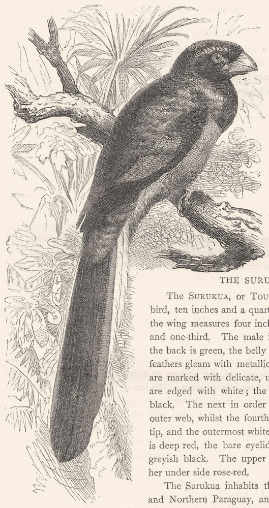 BIRDS. Searcher. Bucco. Narina c1870 old antique vintage print picture