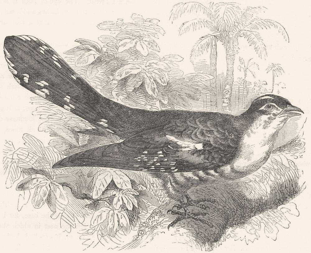BIRDS. Searcher. Cuckoo. Didrik, Golden c1870 antique print picture