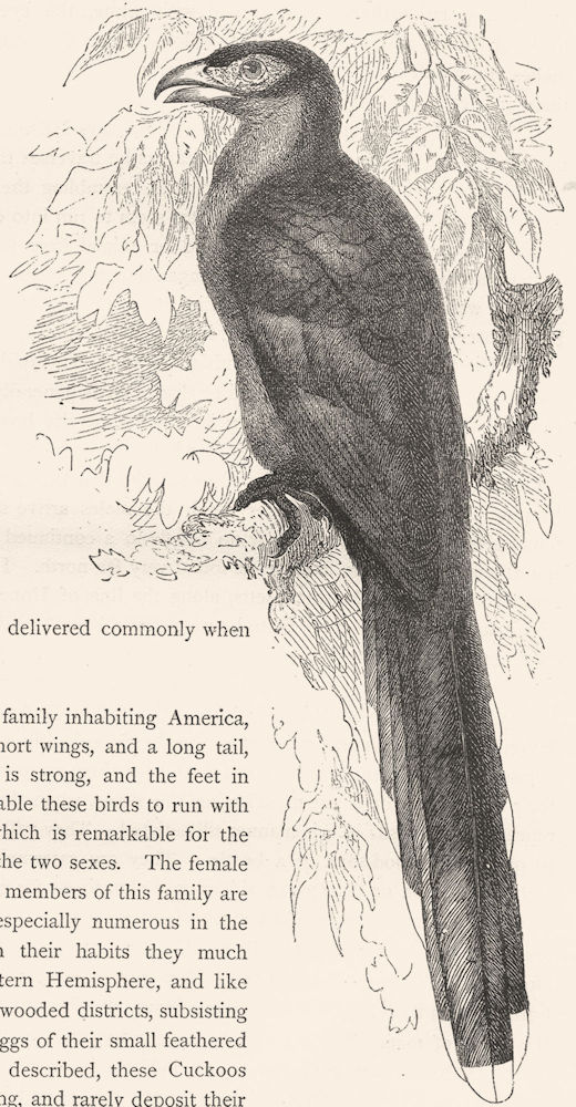 Associate Product BIRDS. Searcher. Cuckoo. Kokil, Green-Billed Malkoha c1870 old antique print