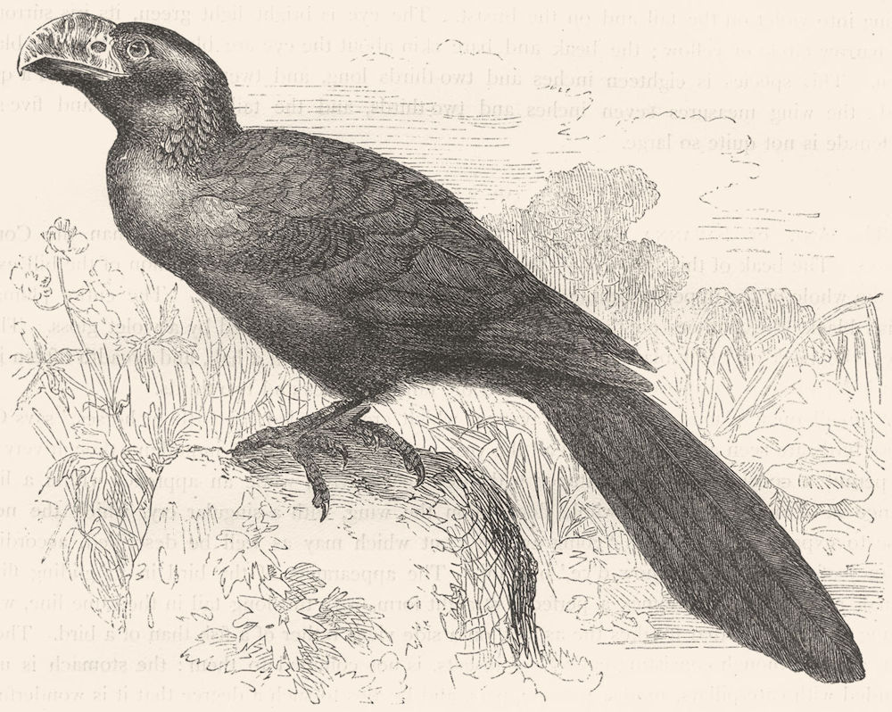 Associate Product BIRDS. Searcher. Cuckoo. Ani, Savanna Blackbird c1870 old antique print
