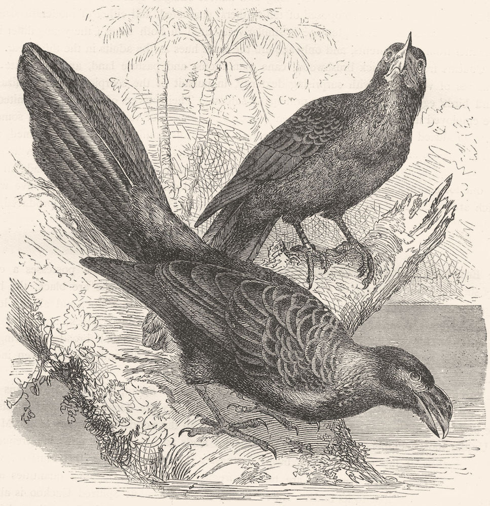 BIRDS. Searcher. Cuckoo. Wrinkled-beaked Tick-eater c1870 old antique print