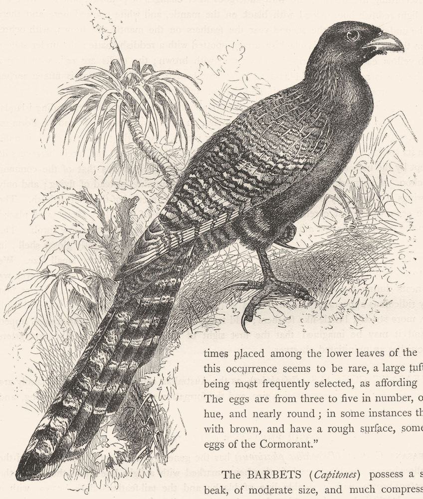 BIRDS. Searcher. Cuckoo. Pheasant Coucal c1870 old antique print picture