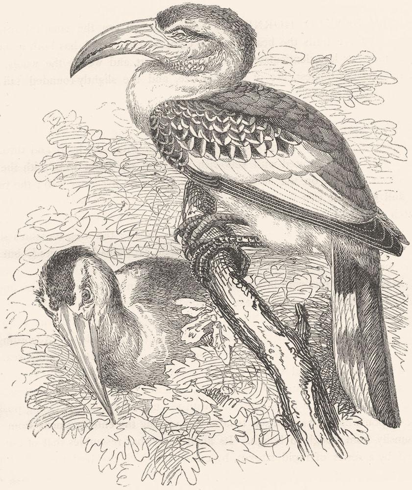 BIRDS. Searcher. Hornbill. Tok c1870 old antique vintage print picture