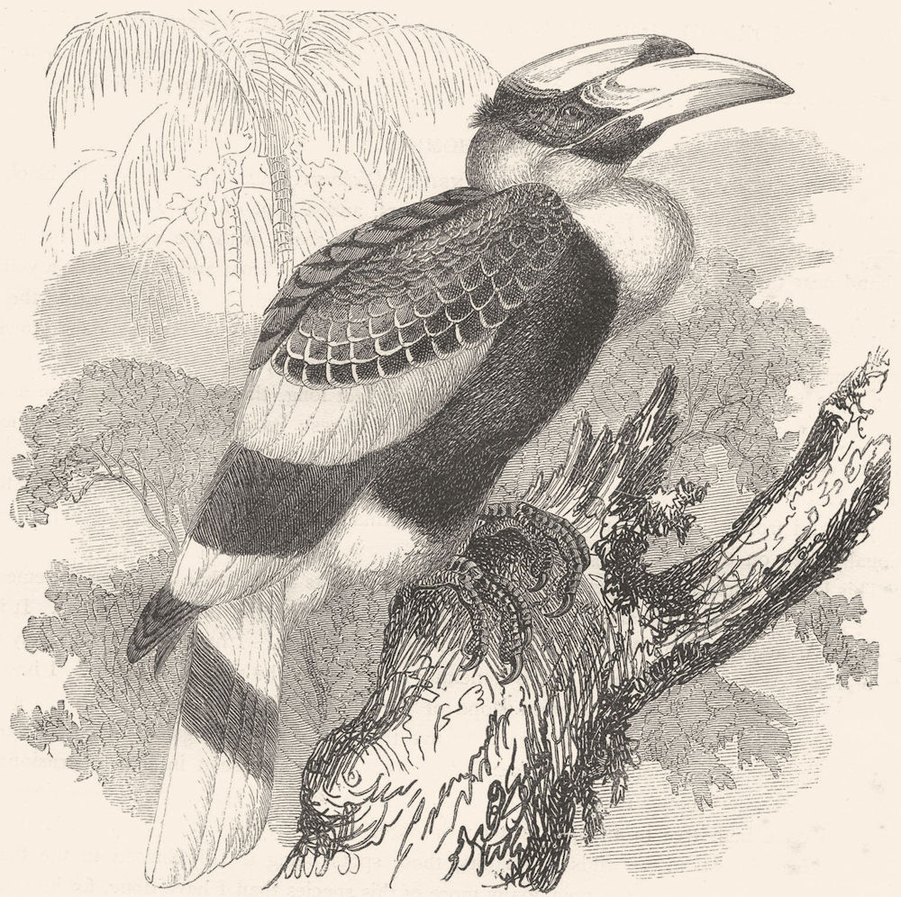 BIRDS. Searcher. Hornbill. Homray c1870 old antique vintage print picture