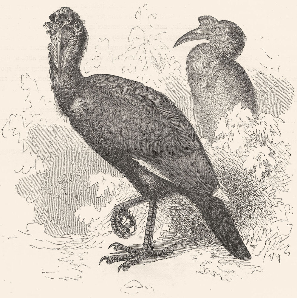Associate Product BIRDS. Searcher. Hornbill. Abbagamba, Abyssinian c1870 old antique print