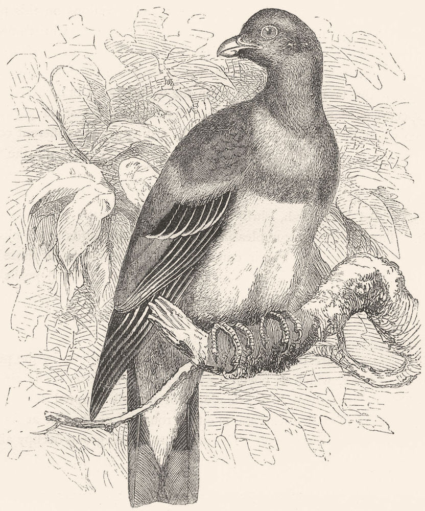 GALLINACEOUS BIRDS. Parrot c1870 old antique vintage print picture
