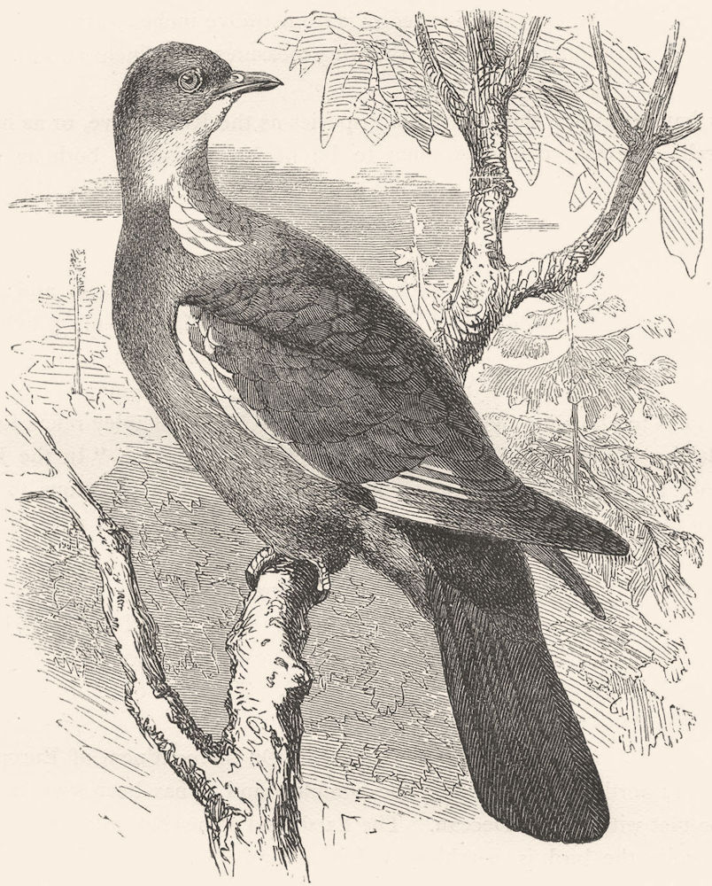 GALLINACEOUS BIRDS. Ring-Dove, Wood c1870 old antique vintage print picture